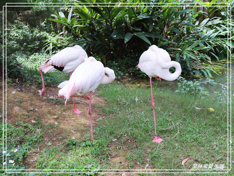 新竹市立動物園-小而美!打造無鐵籠棲地空間 - 潔絲蜜愛生活