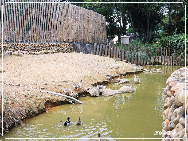 新竹市立動物園-小而美!打造無鐵籠棲地空間 - 潔絲蜜愛生活
