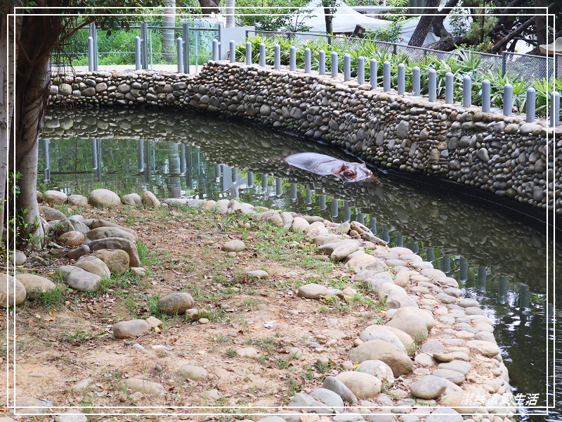 新竹市立動物園-小而美!打造無鐵籠棲地空間 - 潔絲蜜愛生活