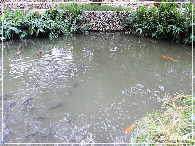 新竹市立動物園-小而美!打造無鐵籠棲地空間 - 潔絲蜜愛生活