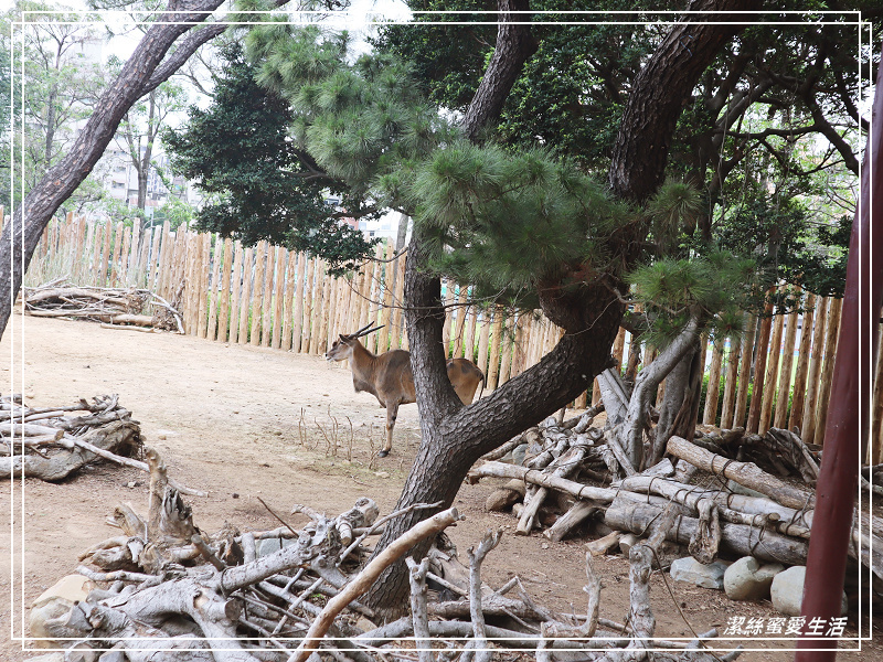新竹市立動物園-小而美!打造無鐵籠棲地空間 - 潔絲蜜愛生活