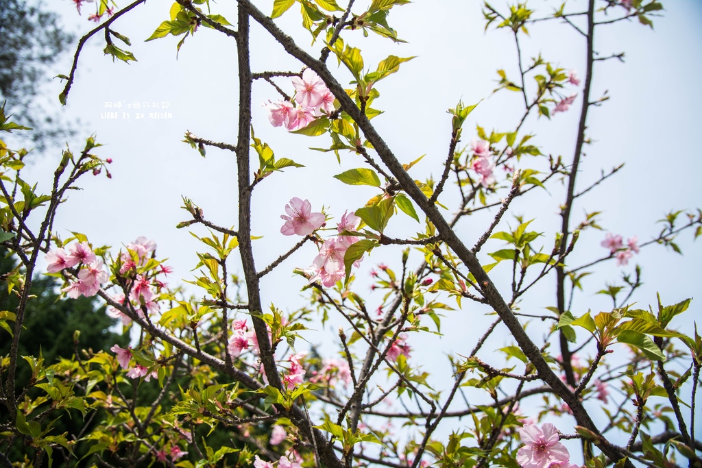 DSC_8475.jpg DSC_8475.jpg