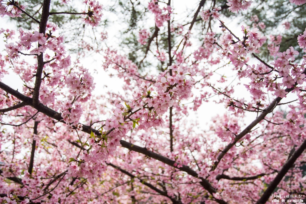 DSC_8486.jpg DSC_8486.jpg