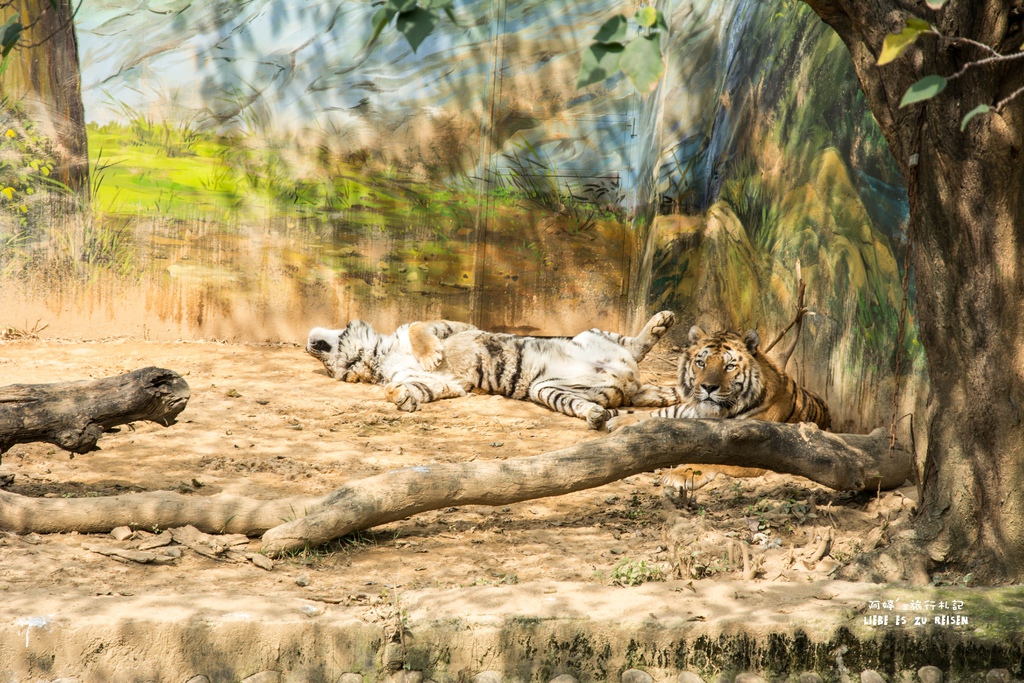 DSC_8450.jpg DSC_8450.jpg