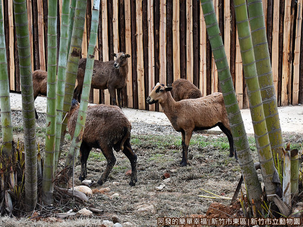 新竹市立動物園18-黇鹿區.JPG