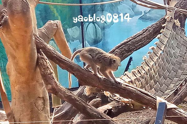 新竹動物園_猴.jpg