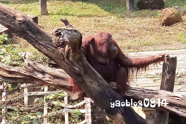 新竹動物園_紅毛猩猩.jpg