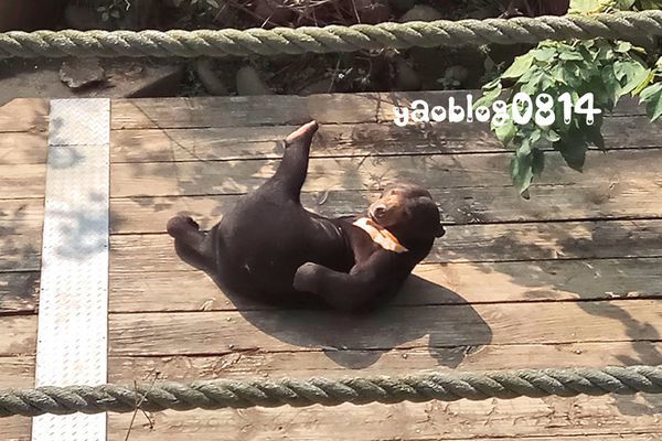 新竹動物園_馬來熊.jpg
