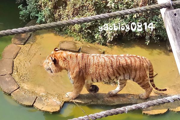 新竹動物園_孟加拉虎.jpg