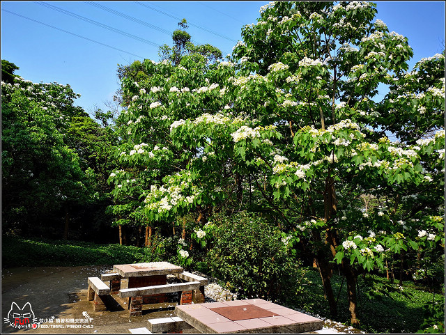 仁和步道桐花 - 011.jpg