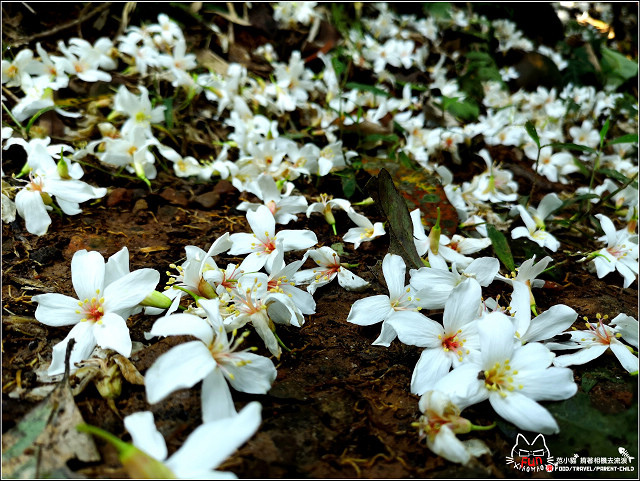 仁和步道桐花 - 034.jpg