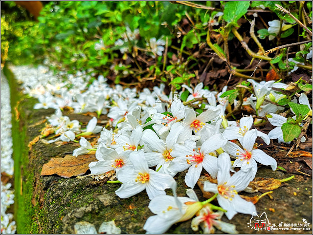 仁和步道桐花 - 057.jpg