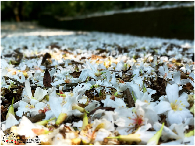 仁和步道桐花 - 055.jpg