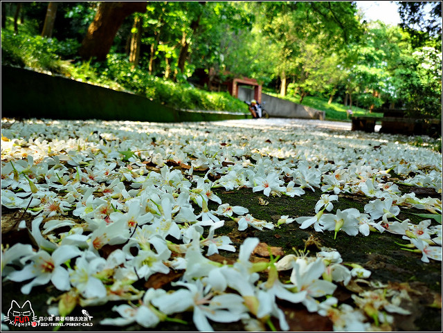 仁和步道桐花 - 010.jpg