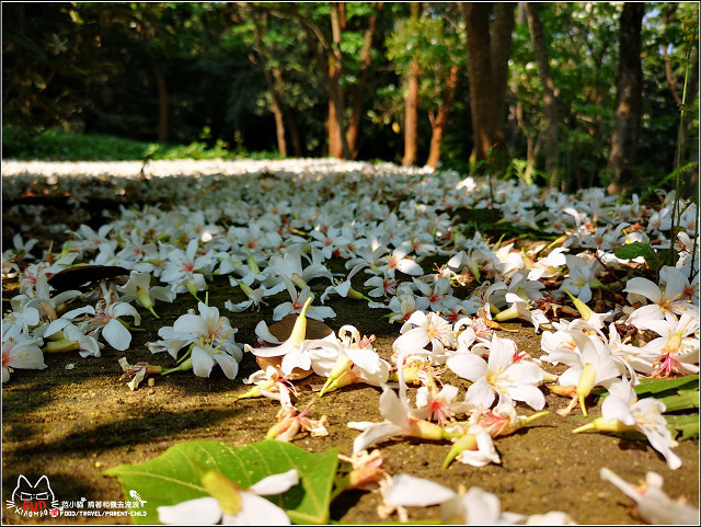 仁和步道桐花 - 018.jpg