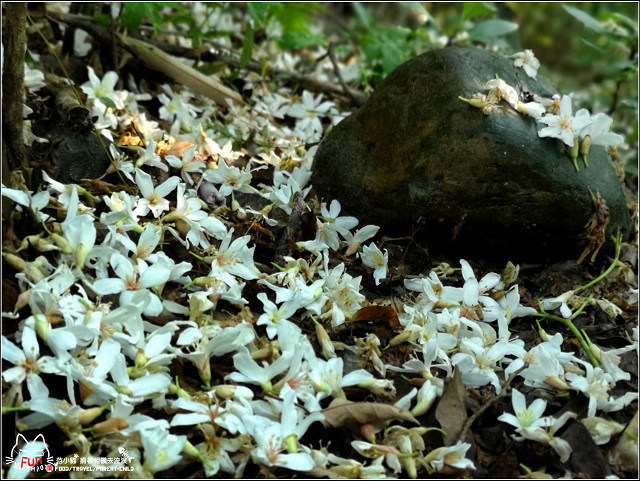 仁和步道桐花 - 049.jpg
