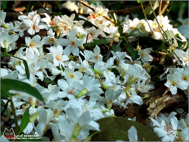 仁和步道桐花 - 047.jpg