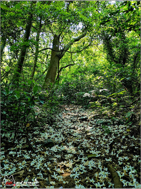 仁和步道桐花 - 026.jpg