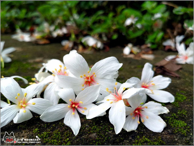 仁和步道桐花 - 023.jpg