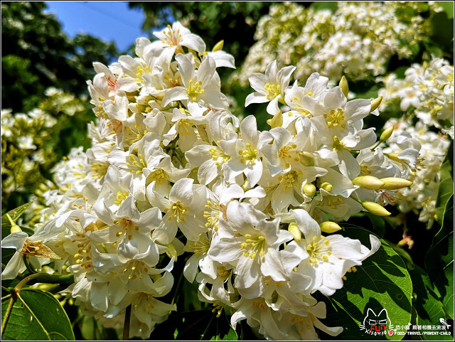 仁和步道桐花 - 017.jpg