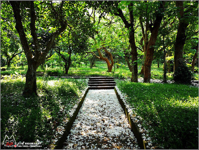 仁和步道桐花 - 006.jpg