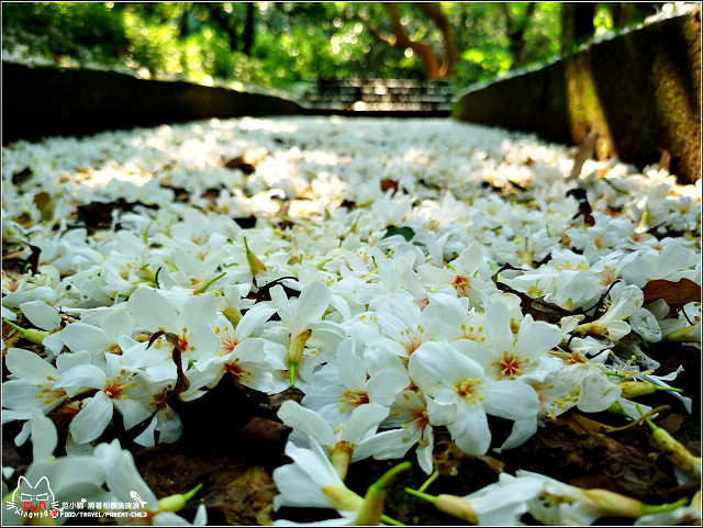 仁和步道桐花 - 009.jpg
