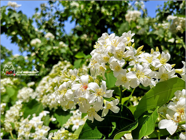 仁和步道桐花 - 016.jpg