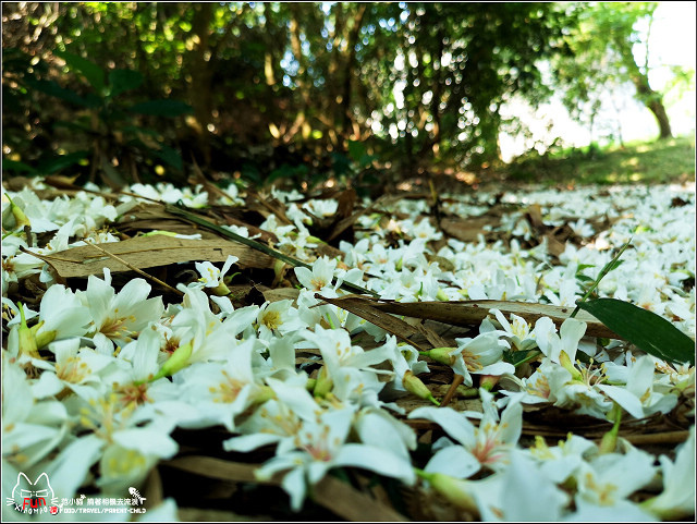 仁和步道桐花 - 039.jpg