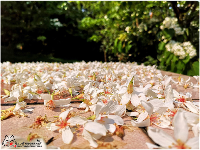仁和步道桐花 - 012.jpg