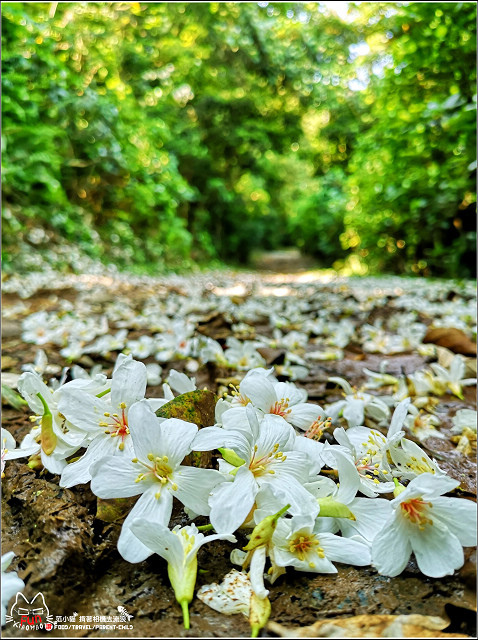 仁和步道桐花 - 025.jpg