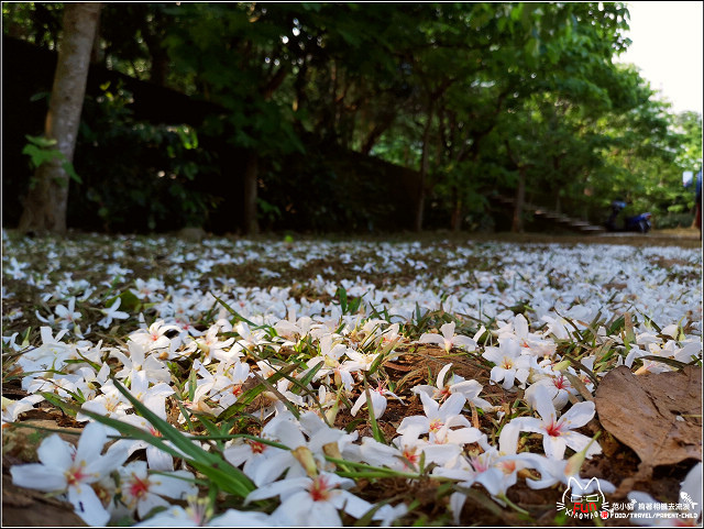仁和步道桐花 - 002.jpg