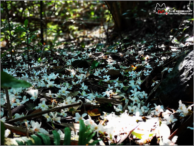 仁和步道桐花 - 045.jpg