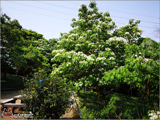 仁和步道桐花 - 054.jpg