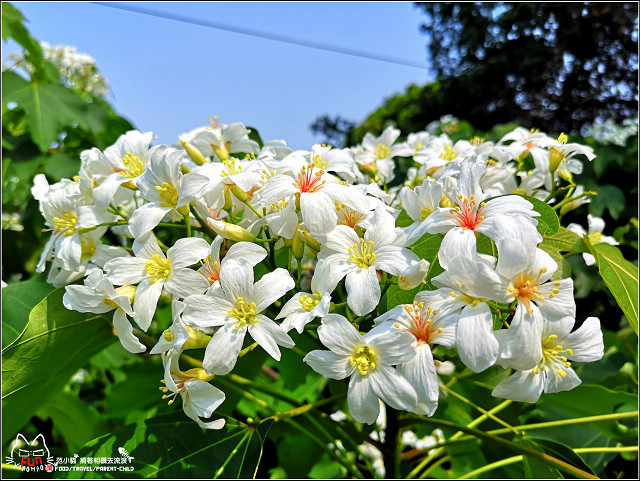 仁和步道桐花 - 053.jpg