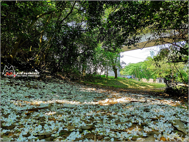 仁和步道桐花 - 038.jpg