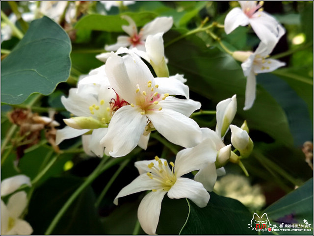 仁和步道桐花 - 052.jpg