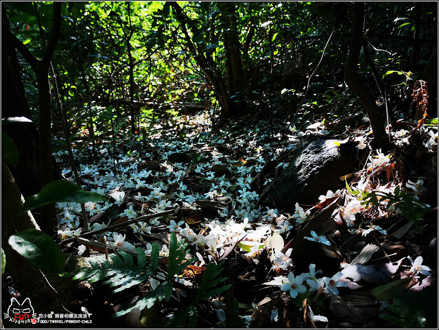 仁和步道桐花 - 044.jpg