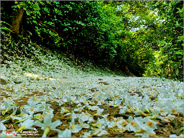 仁和步道桐花 - 030.jpg
