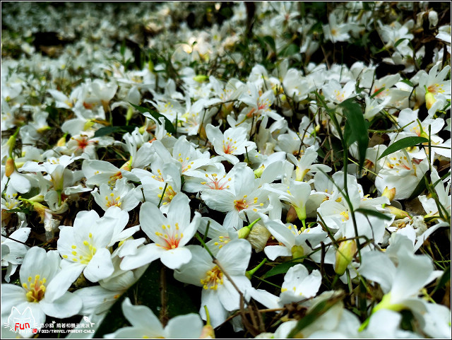 仁和步道桐花 - 031.jpg