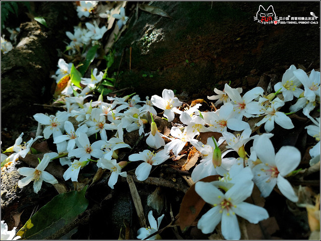 仁和步道桐花 - 043.jpg