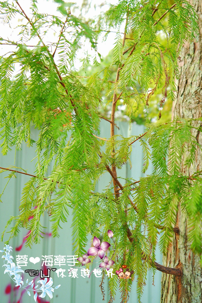 【桃園】不小心走進油畫的世界裡ღ落羽松園