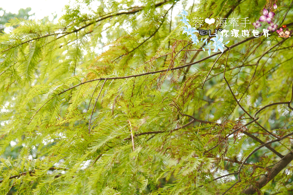 【桃園】不小心走進油畫的世界裡ღ落羽松園