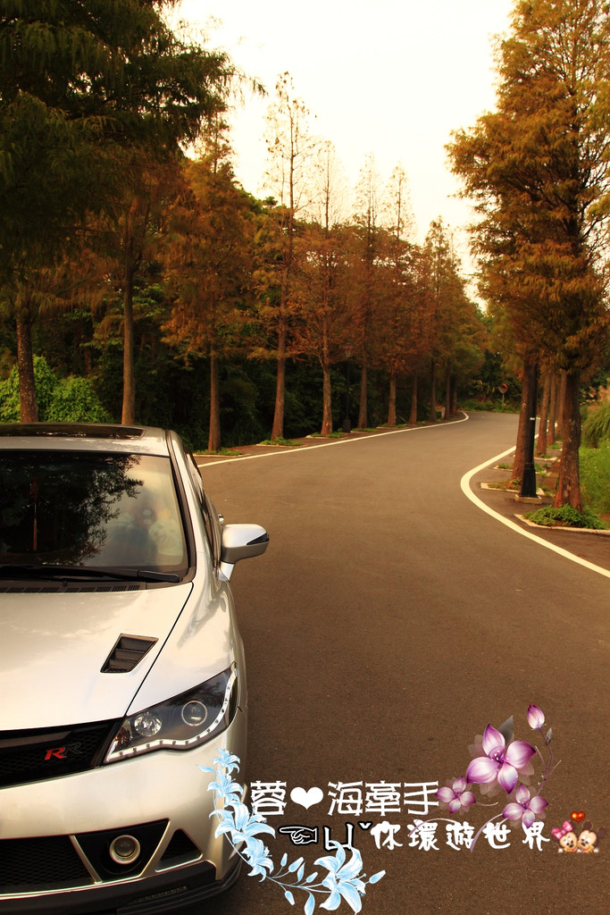 【桃園】不小心走進油畫的世界裡ღ落羽松園