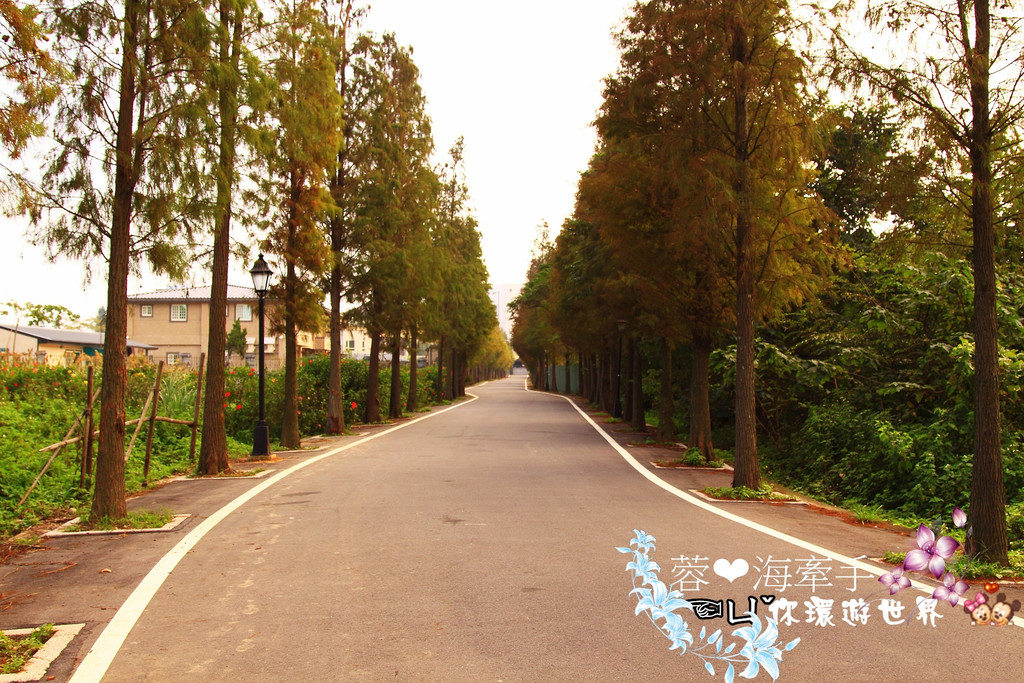 【桃園】不小心走進油畫的世界裡ღ落羽松園