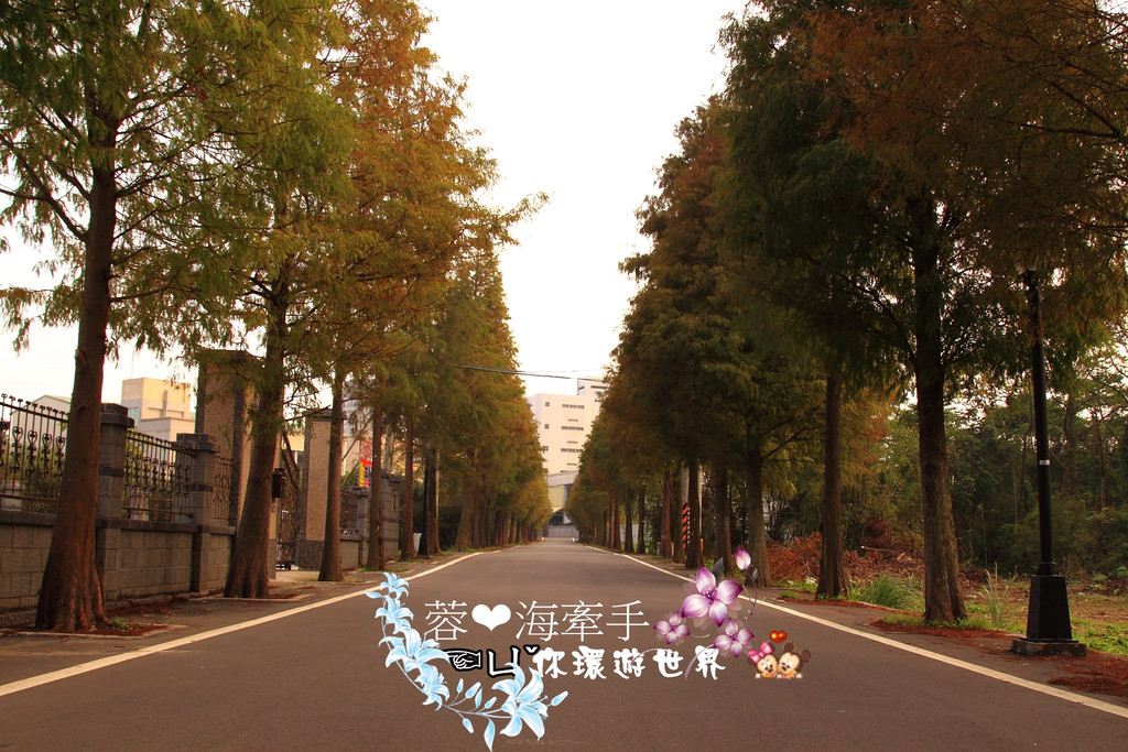 【桃園】不小心走進油畫的世界裡ღ落羽松園