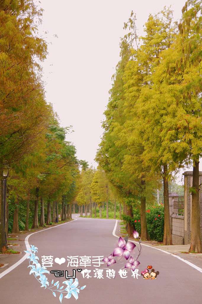 【桃園】不小心走進油畫的世界裡ღ落羽松園