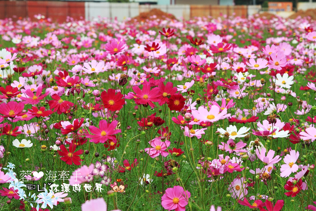 【桃園】不小心走進油畫的世界裡ღ落羽松園