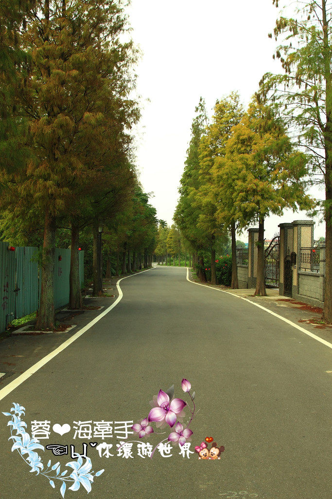 【桃園】不小心走進油畫的世界裡ღ落羽松園