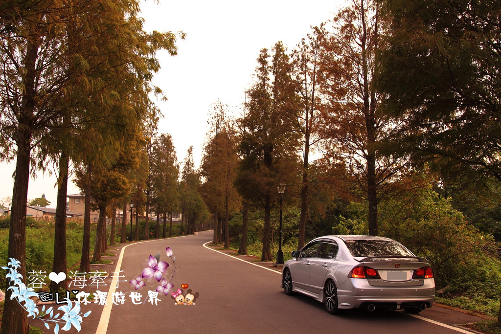 【桃園】不小心走進油畫的世界裡ღ落羽松園