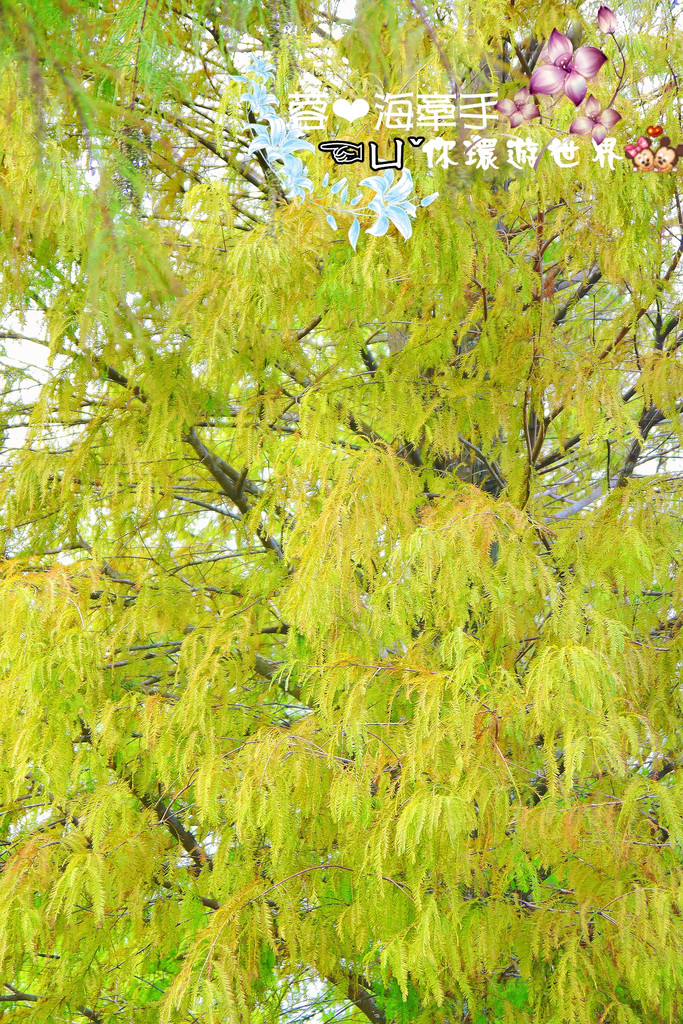 【桃園】不小心走進油畫的世界裡ღ落羽松園